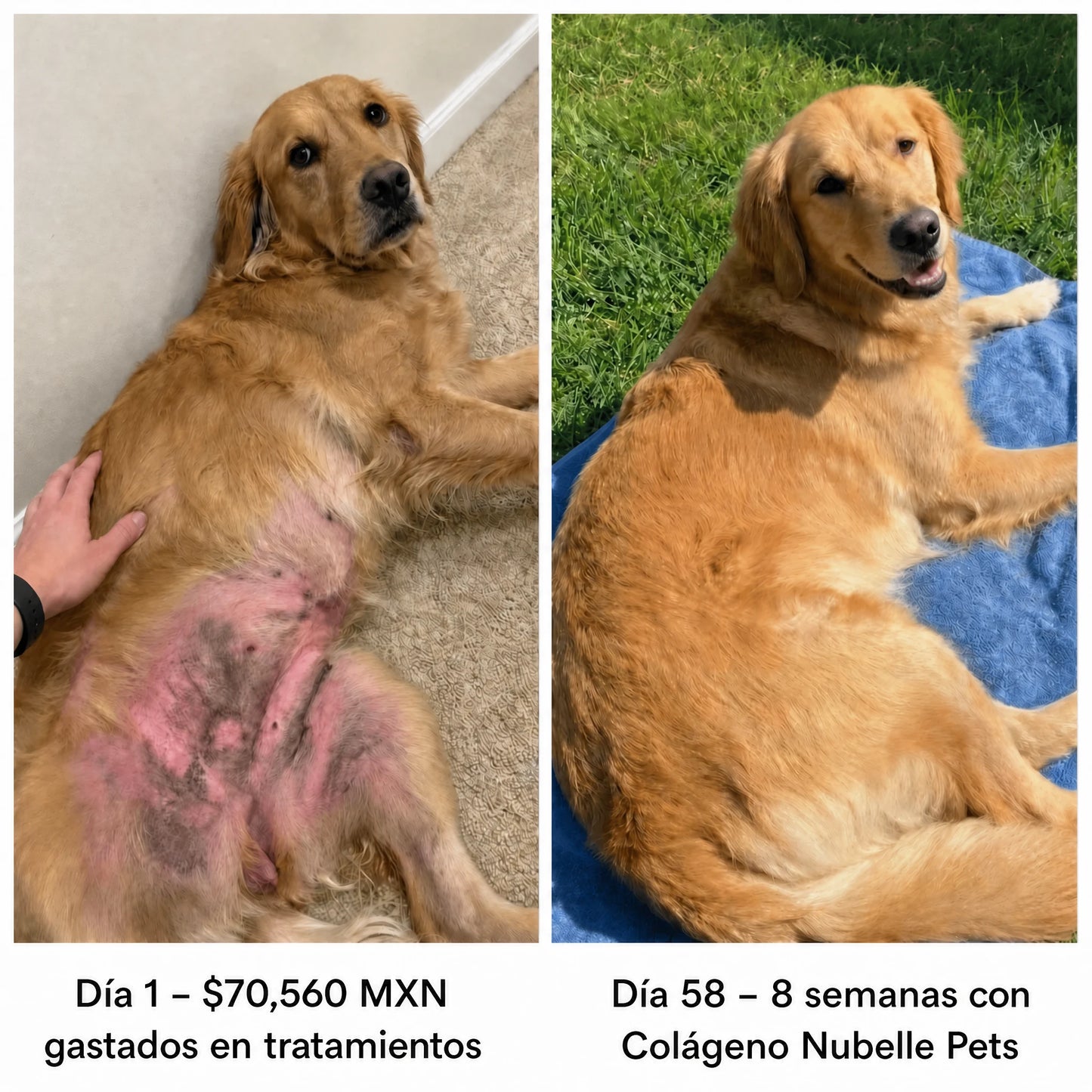 Colágeno Líquido Premium para Perros