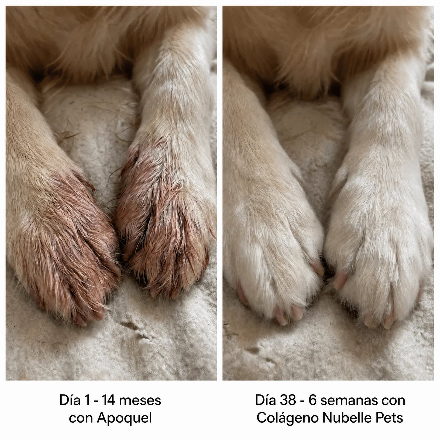 Colágeno Líquido Premium para Perros