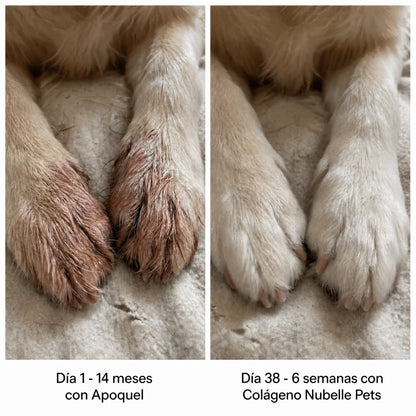 Colágeno Líquido Premium para Perros