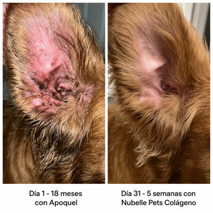 Colágeno Líquido Premium para Perros