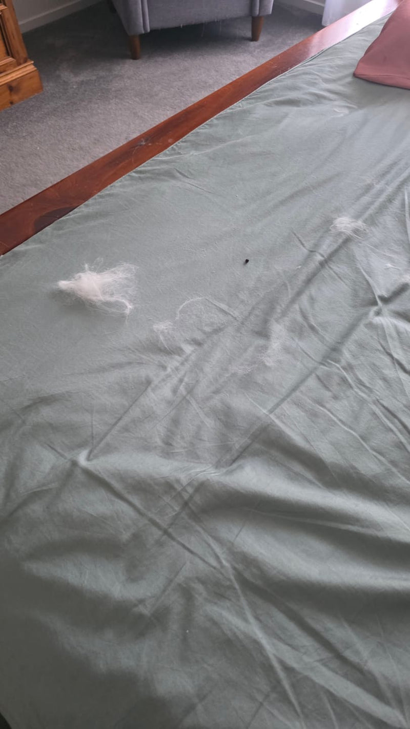 La cama, otra vez llena de pelo.