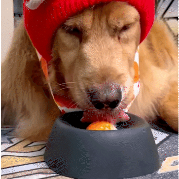 Cuenco Premium Calmante para Perros